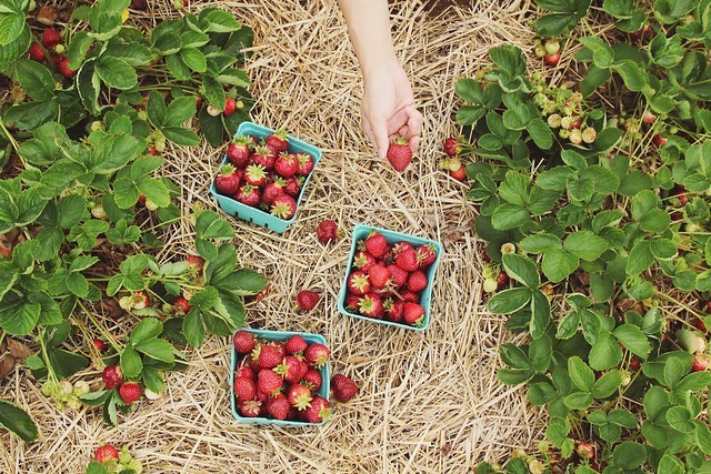 Stawberry picking in toyko
